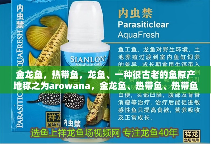 金龍魚，熱帶魚，龍魚、一種很古老的魚原產(chǎn)地稱之為arowana，金龍魚、熱帶魚、熱帶魚、熱帶魚、熱帶魚、熱帶魚的起源