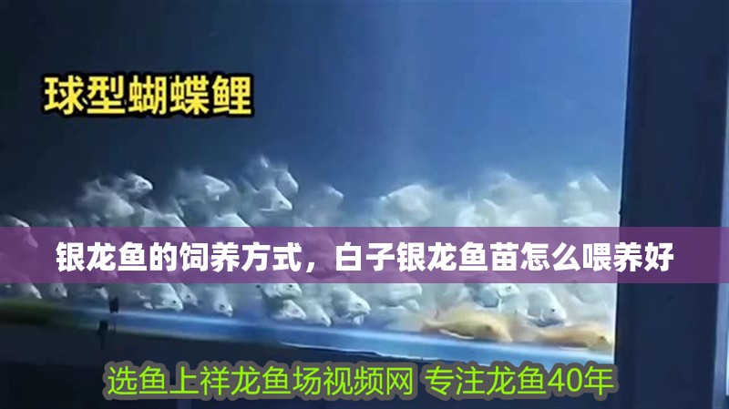 銀龍魚的飼養方式，白子銀龍魚苗怎么喂養好