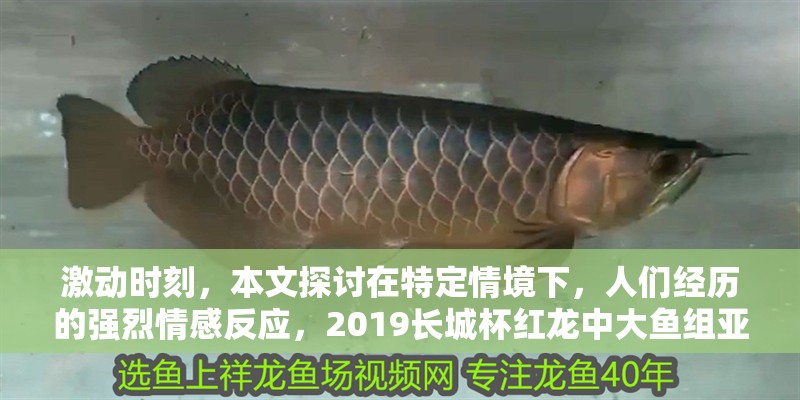 激動時刻，本文探討在特定情境下，人們經歷的強烈情感反應，2019長城杯紅龍中大魚組亞軍、時刻2020長城杯紅龍中大魚組亞軍