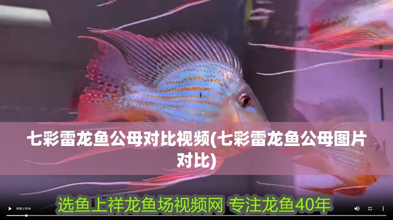 七彩雷龍魚公母對比視頻(七彩雷龍魚公母圖片對比)