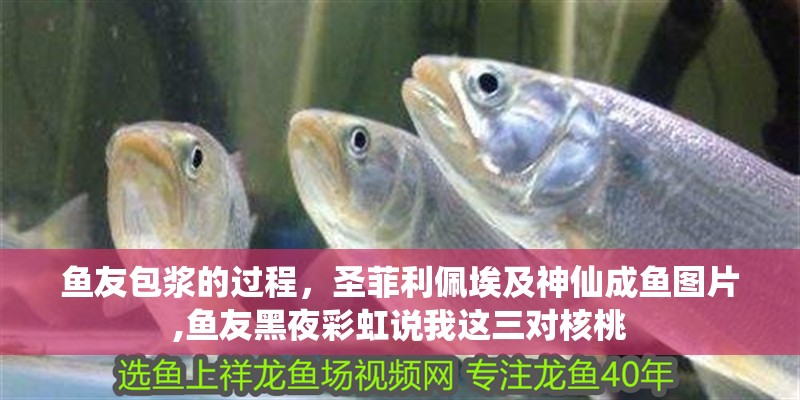 魚友包漿的過程，圣菲利佩埃及神仙成魚圖片,魚友黑夜彩虹說我這三對核桃