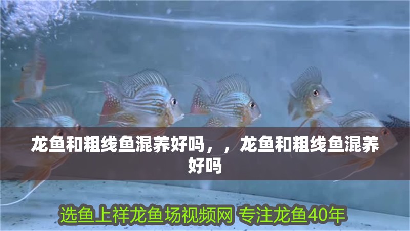 龍魚和粗線魚混養好嗎,,龍魚和粗線魚混養好嗎 觀賞魚百科 第2張 龍魚和粗線魚混養好嗎,,龍魚和粗線魚混養好嗎 龍魚和粗線魚混養好嗎,,龍魚和粗線魚混養好嗎 觀賞魚百科 第2張
