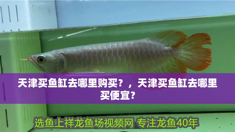 天津買魚缸去哪里購買？，天津買魚缸去哪里買便宜？ 天津買魚缸去哪里購買？，天津買魚缸去哪里買便宜？ 觀賞魚百科 第2張