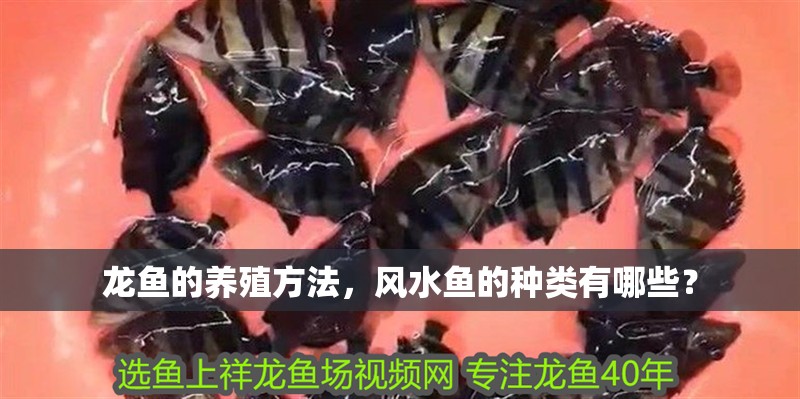 龍魚的養殖方法，風水魚的種類有哪些？ 龍魚的養殖方法，風水魚的種類有哪些？ 觀賞魚百科 第2張