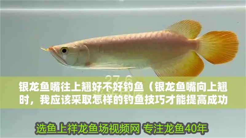 銀龍魚嘴往上翹好不好釣魚（銀龍魚嘴向上翹時(shí)，我應(yīng)該采取怎樣的釣魚技巧才能提高成功率？）