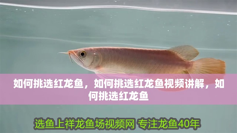 如何挑選紅龍魚，如何挑選紅龍魚視頻講解，如何挑選紅龍魚