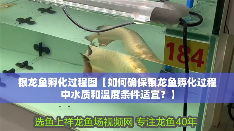 銀龍魚孵化過程圖【如何確保銀龍魚孵化過程中水質和溫度條件適宜？】