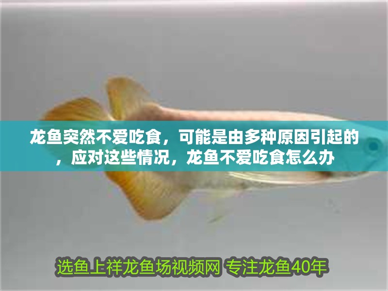 龍魚突然不愛吃食，可能是由多種原因引起的，應對這些情況，龍魚不愛吃食怎么辦