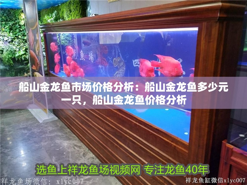 船山金龍魚(yú)市場(chǎng)價(jià)格分析：船山金龍魚(yú)多少元一只，船山金龍魚(yú)價(jià)格分析