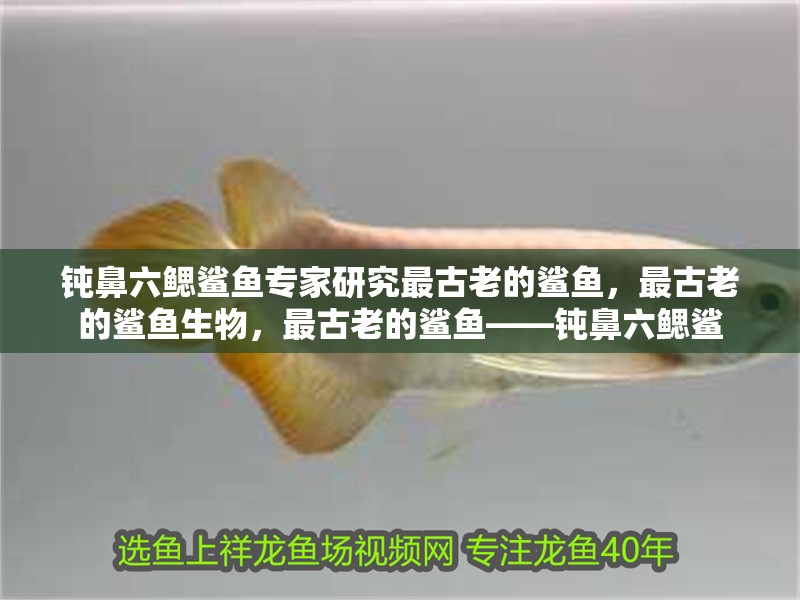 鈍鼻六鰓鯊魚專家研究最古老的鯊魚，最古老的鯊魚生物，最古老的鯊魚——鈍鼻六鰓鯊