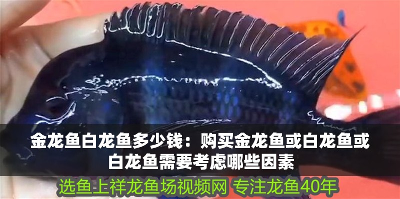 金龍魚白龍魚多少錢：購買金龍魚或白龍魚或白龍魚需要考慮哪些因素