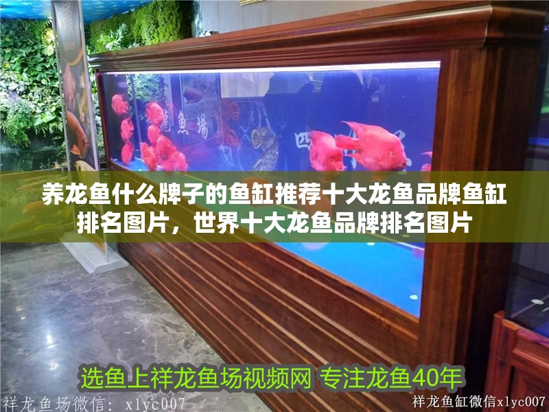 養龍魚什么牌子的魚缸推薦十大龍魚品牌魚缸排名圖片，世界十大龍魚品牌排名圖片