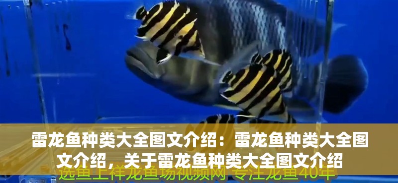 雷龍魚種類大全圖文介紹：雷龍魚種類大全圖文介紹，關于雷龍魚種類大全圖文介紹