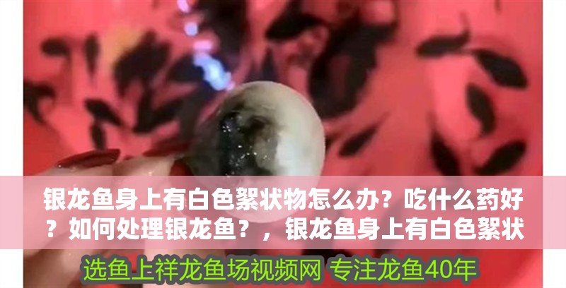銀龍魚身上有白色絮狀物怎么辦？吃什么藥好？如何處理銀龍魚？，銀龍魚身上有白色絮狀物怎么辦銀龍魚身上有白色絮狀物怎么辦