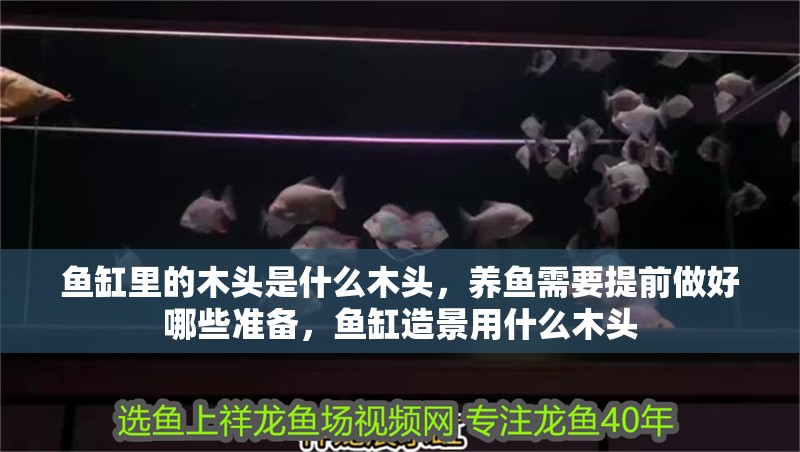 魚缸里的木頭是什么木頭，養魚需要提前做好哪些準備，魚缸造景用什么木頭