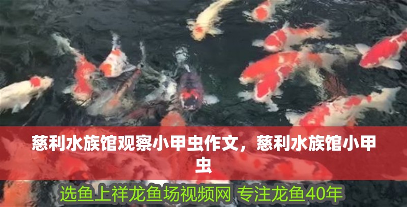 慈利水族館觀察小甲蟲作文，慈利水族館小甲蟲