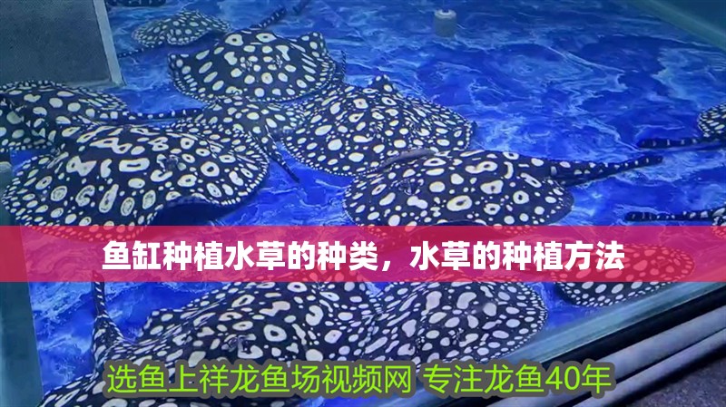 魚缸用增氧泵價(jià)格是多少:魚缸增氧機(jī)-xtrac增氧機(jī)-xtrac增氧機(jī) 魚缸種植水草的種類,水草的種植方法 觀賞魚百科 魚缸種植水草的種類,水草的種植方法 魚缸種植水草的種類,水草的種植方法 觀賞魚百科