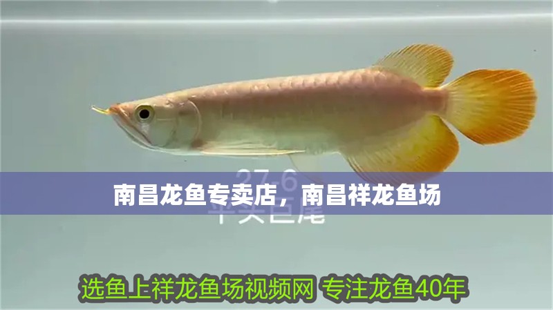 南昌龍魚專賣店，南昌祥龍魚場