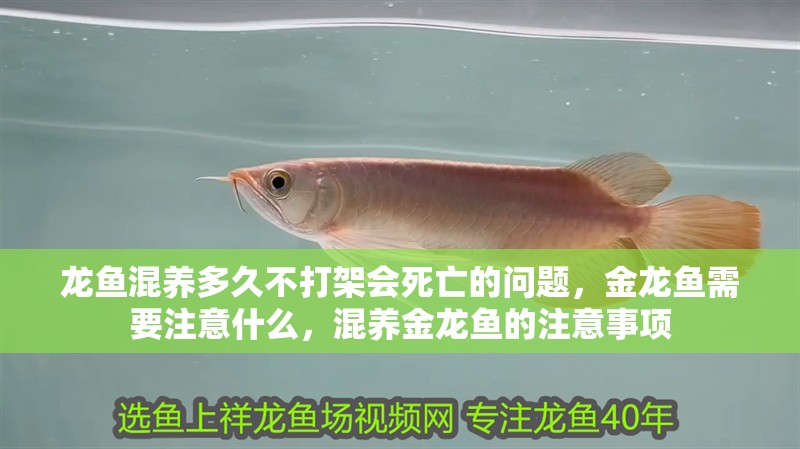 龍魚混養(yǎng)多久不打架會死亡的問題，金龍魚需要注意什么，混養(yǎng)金龍魚的注意事項