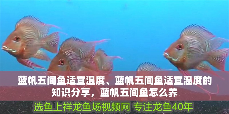 藍帆五間魚適宜溫度、藍帆五間魚適宜溫度的知識分享，藍帆五間魚怎么養