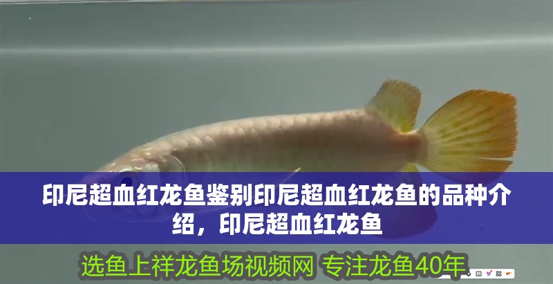 印尼超血紅龍魚鑒別印尼超血紅龍魚的品種介紹，印尼超血紅龍魚 印尼超血紅龍魚鑒別印尼超血紅龍魚的品種介紹，印尼超血紅龍魚 觀賞魚百科 第2張