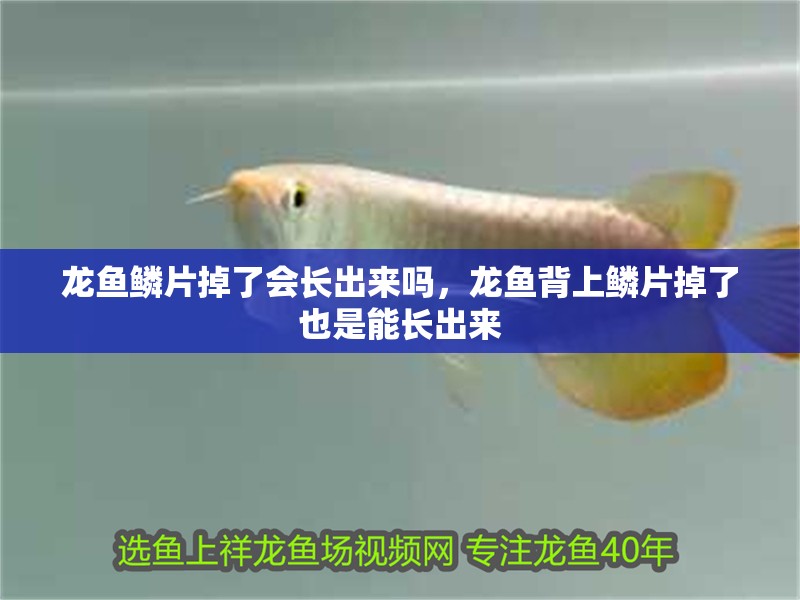 龍魚鱗片掉了會長出來嗎，龍魚背上鱗片掉了也是能長出來 龍魚鱗片掉了會長出來嗎，龍魚背上鱗片掉了也是能長出來 觀賞魚百科 第2張