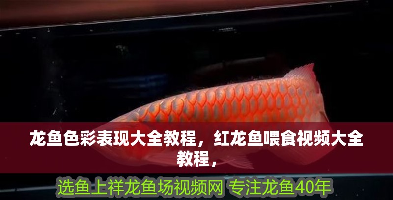 龍魚色彩表現(xiàn)大全教程，紅龍魚喂食視頻大全教程，