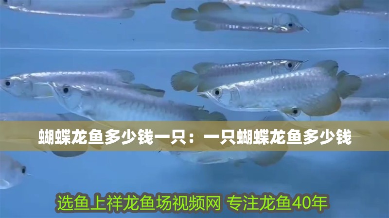 蝴蝶龍魚多少錢一只：一只蝴蝶龍魚多少錢