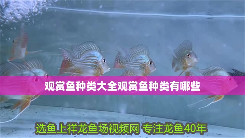 觀賞魚種類大全觀賞魚種類有哪些