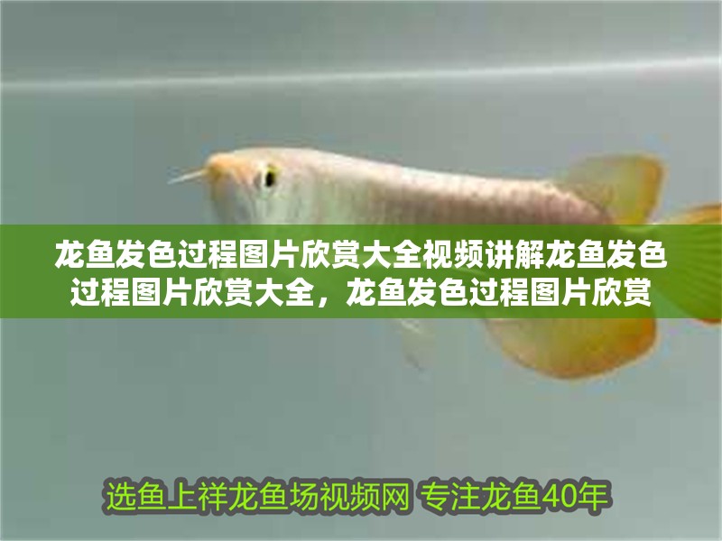 龍魚發色過程圖片欣賞大全視頻講解龍魚發色過程圖片欣賞大全，龍魚發色過程圖片欣賞