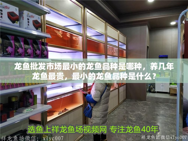 龍魚批發市場最小的龍魚品種是哪種，養幾年龍魚最貴，最小的龍魚品種是什么？