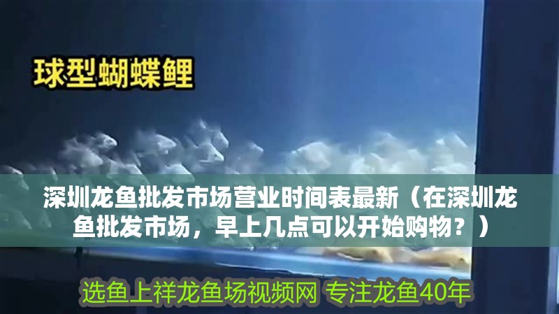 深圳龍魚批發市場營業時間表最新（在深圳龍魚批發市場，早上幾點可以開始購物？）