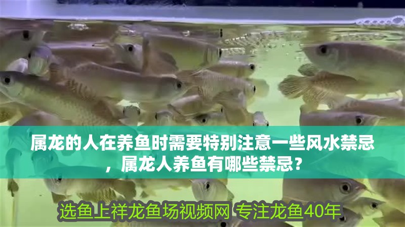 屬龍的人在養魚時需要特別注意一些風水禁忌，屬龍人養魚有哪些禁忌？
