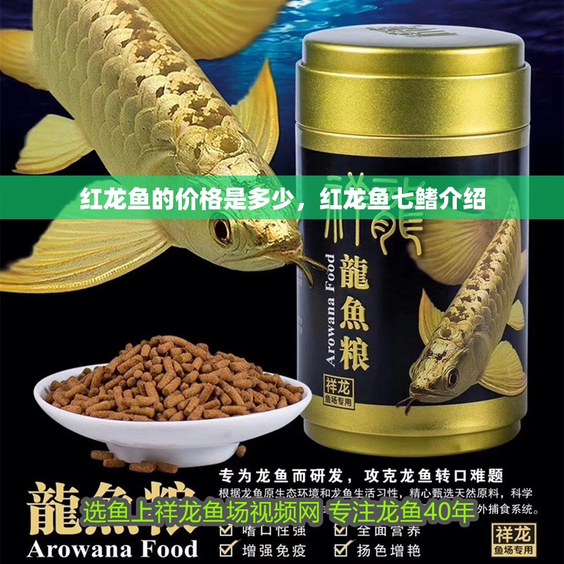 紅龍魚的價格是多少，紅龍魚七鰭介紹