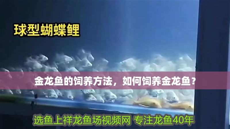 金龍魚的飼養(yǎng)方法,如何飼養(yǎng)金龍魚? 觀賞魚百科 第2張 金龍魚的飼養(yǎng)方法,如何飼養(yǎng)金龍魚? 金龍魚的飼養(yǎng)方法,如何飼養(yǎng)金龍魚? 觀賞魚百科 第2張