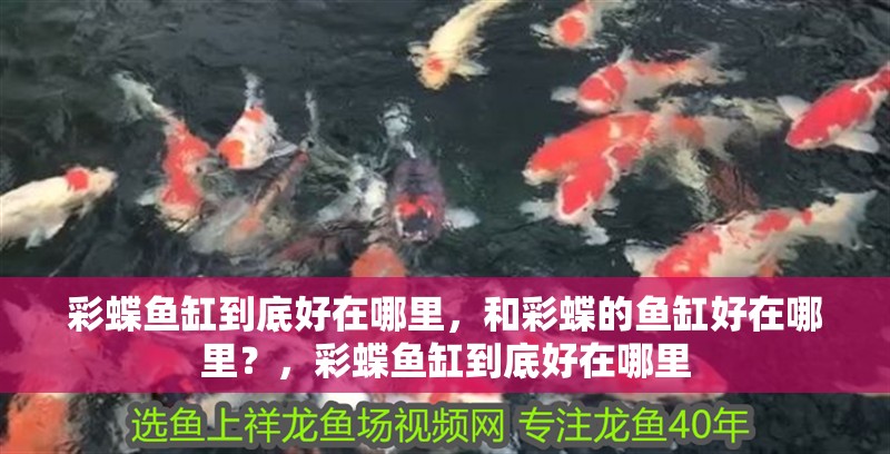彩蝶魚缸到底好在哪里，和彩蝶的魚缸好在哪里？，彩蝶魚缸到底好在哪里