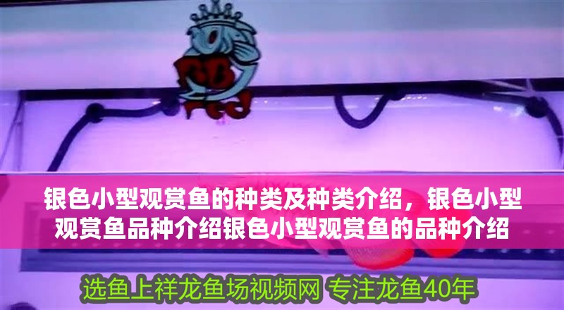 銀色小型觀賞魚的種類及種類介紹，銀色小型觀賞魚品種介紹銀色小型觀賞魚的品種介紹
