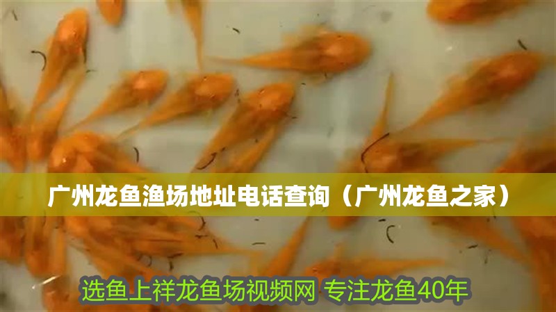 廣州龍魚漁場地址電話查詢（廣州龍魚之家）