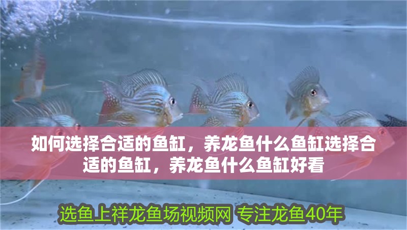 如何選擇合適的魚缸，養龍魚什么魚缸選擇合適的魚缸，養龍魚什么魚缸好看