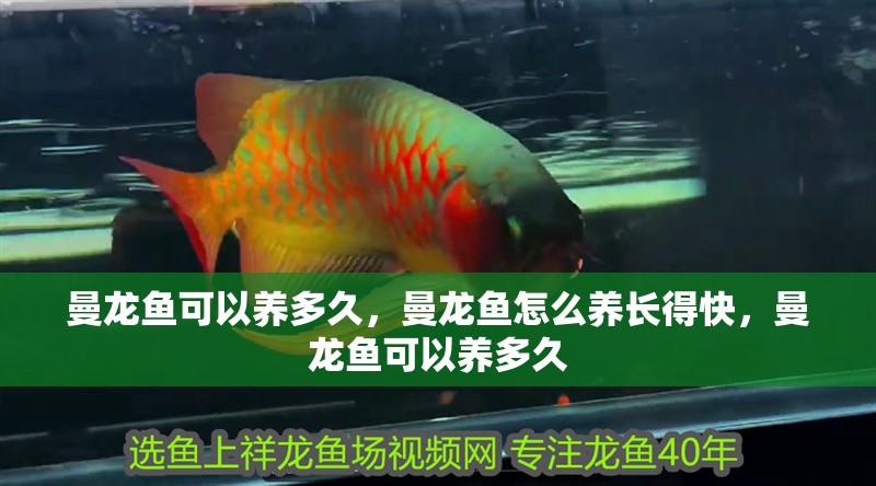 曼龍魚可以養多久，曼龍魚怎么養長得快，曼龍魚可以養多久