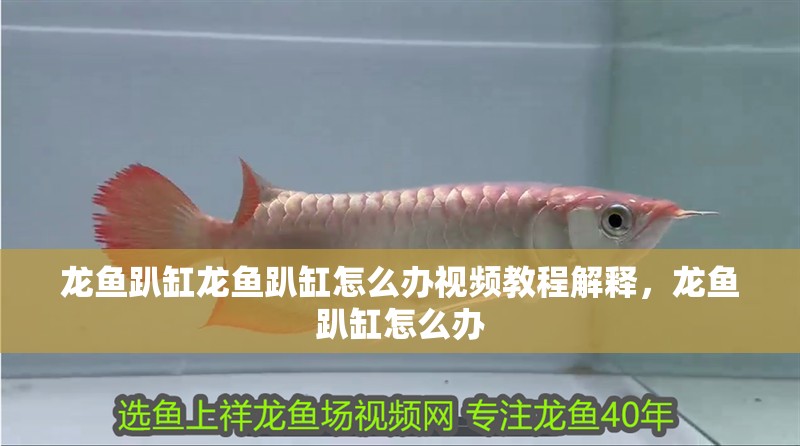 龍魚趴缸龍魚趴缸怎么辦視頻教程解釋，龍魚趴缸怎么辦