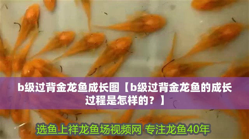b級過背金龍魚成長圖【b級過背金龍魚的成長過程是怎樣的？】