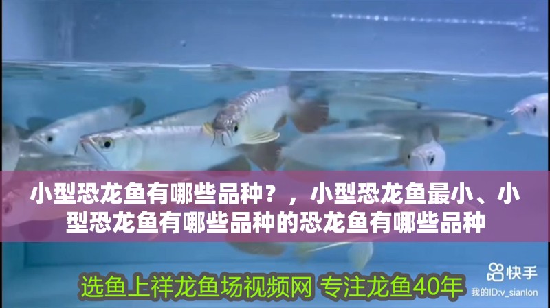 小型恐龍魚有哪些品種？，小型恐龍魚最小、小型恐龍魚有哪些品種的恐龍魚有哪些品種 小型恐龍魚有哪些品種？，小型恐龍魚最小、小型恐龍魚有哪些品種的恐龍魚有哪些品種 觀賞魚百科 第2張