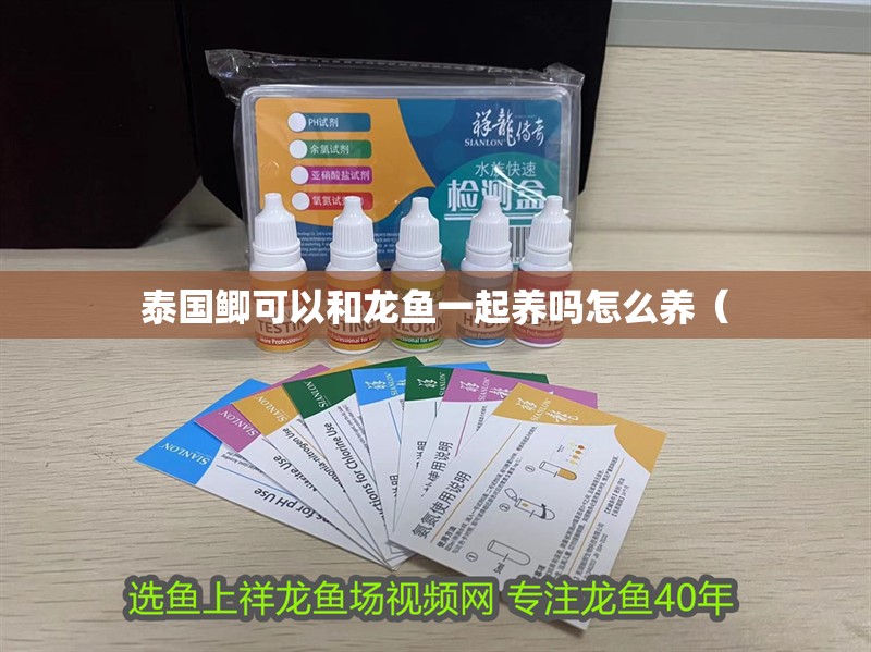 泰國(guó)鯽可以和龍魚(yú)一起養(yǎng)嗎怎么養(yǎng)（