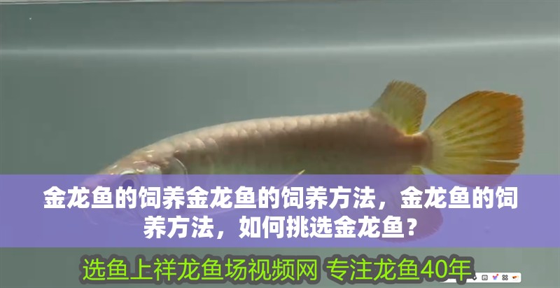 金龍魚的飼養(yǎng)金龍魚的飼養(yǎng)方法，金龍魚的飼養(yǎng)方法，如何挑選金龍魚？