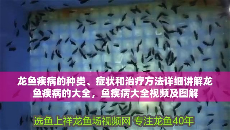 龍魚疾病的種類、癥狀和治療方法詳細講解龍魚疾病的大全，魚疾病大全視頻及圖解