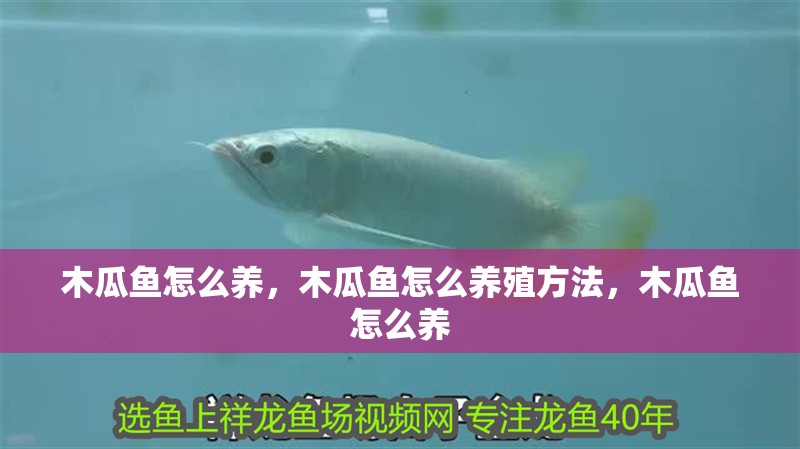 木瓜魚怎么養，木瓜魚怎么養殖方法，木瓜魚怎么養
