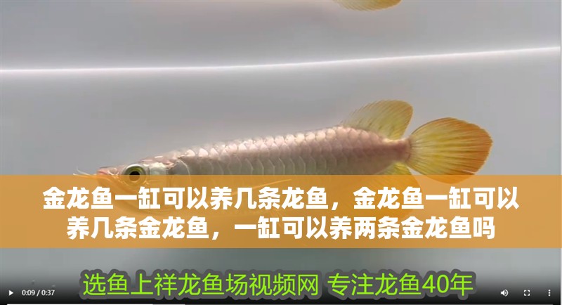 金龍魚一缸可以養幾條龍魚，金龍魚一缸可以養幾條金龍魚，一缸可以養兩條金龍魚嗎