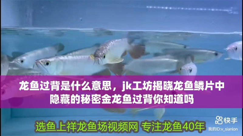 龍魚過背是什么意思，jk工坊揭曉龍魚鱗片中隱藏的秘密金龍魚過背你知道嗎