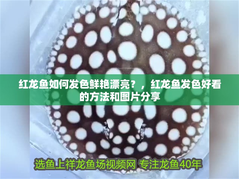 紅龍魚如何發(fā)色鮮艷漂亮？，紅龍魚發(fā)色好看的方法和圖片分享